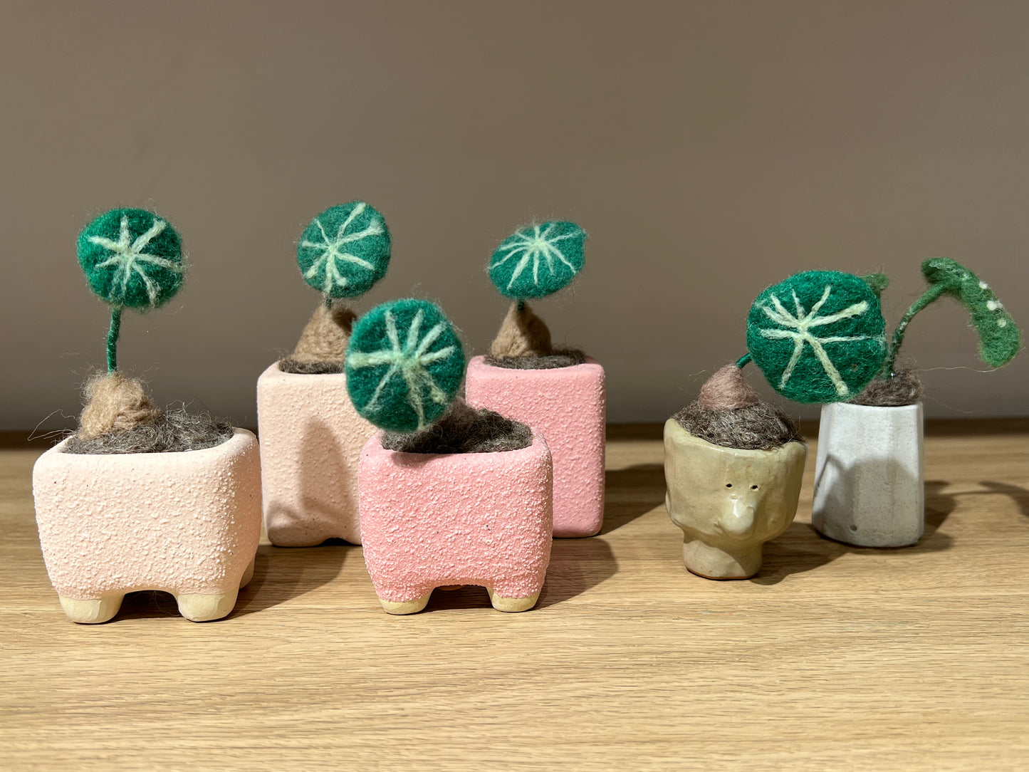 羊毛植物（大）